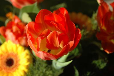 Tulpe 18