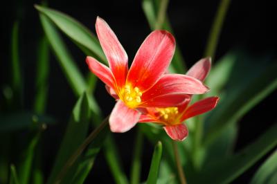 Tulpe 19