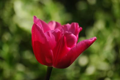 Tulpe 20