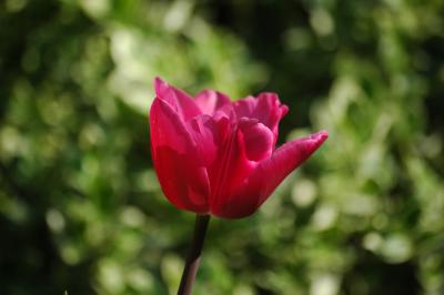 Tulpe 21