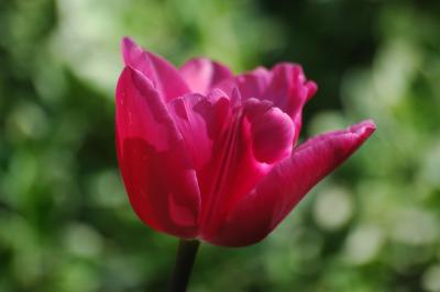 Tulpe 22