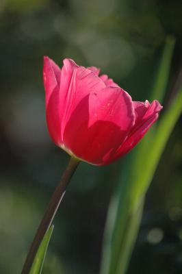 Tulpe 23