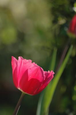 Tulpe 24