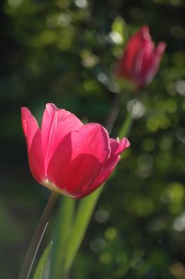 Tulpe 25
