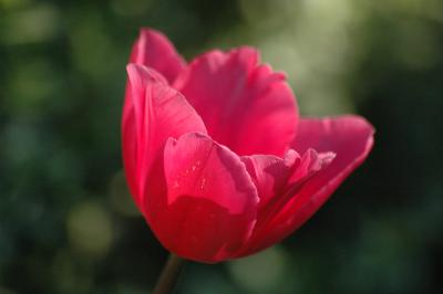 Tulpe 26