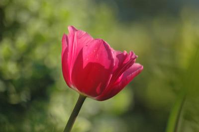 Tulpe 27