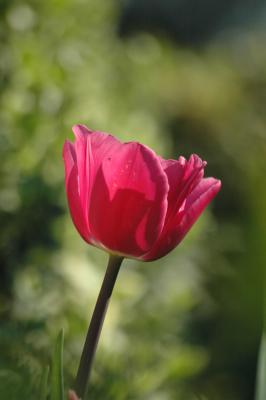 Tulpe 28