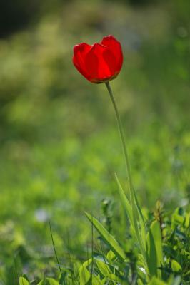 Tulpe 29