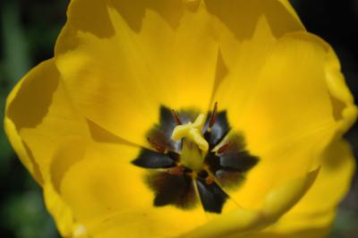 Tulpe 2