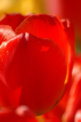 Tulpe 30