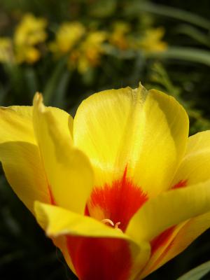 Tulpe 31