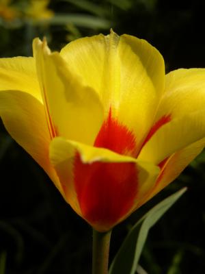 Tulpe 32