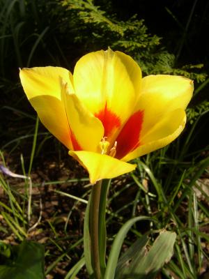 Tulpe 33