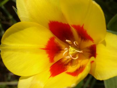 Tulpe 34