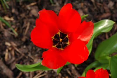 Tulpe 35
