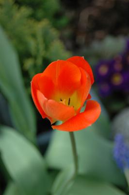 Tulpe 3