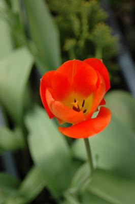 Tulpe 4