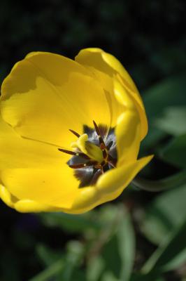 Tulpe 5