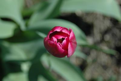 Tulpe 6