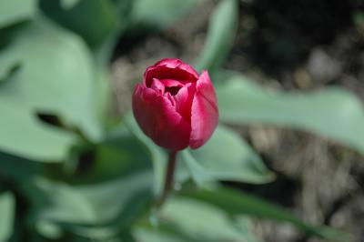 Tulpe 7