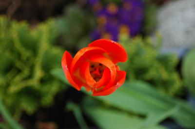 Tulpe 8