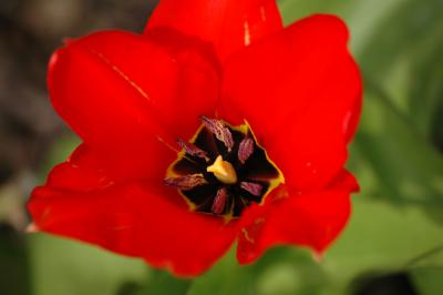 Tulpe 9