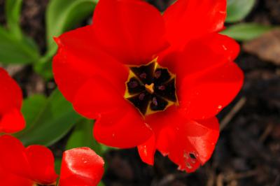 Tulpe