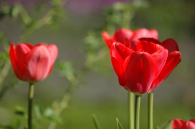 Tulpen 10