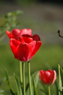 Tulpen 11