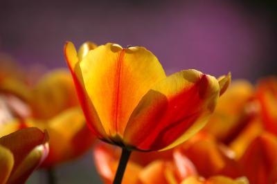 Tulpen 12