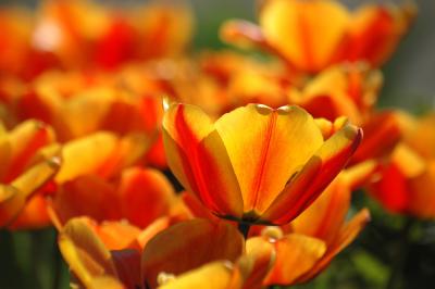 Tulpen 13