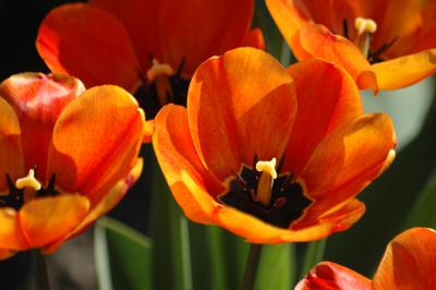 Tulpen 14