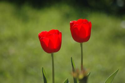 Tulpen 15