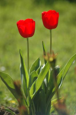 Tulpen 16