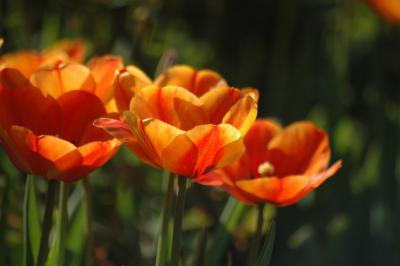 Tulpen 17