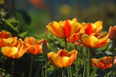 Tulpen 18
