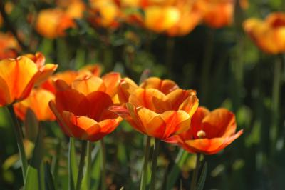 Tulpen 19