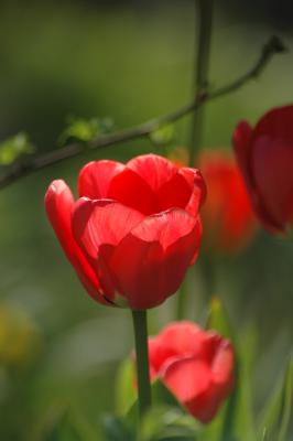 Tulpen 20