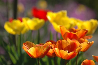 Tulpen 21