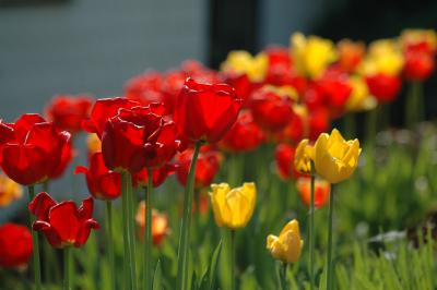 Tulpen 22