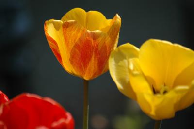 Tulpen 23