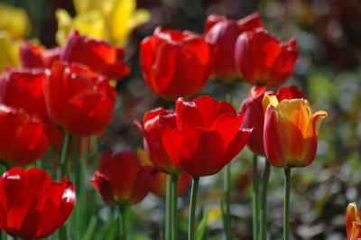 Tulpen 24