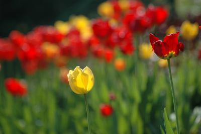 Tulpen 25