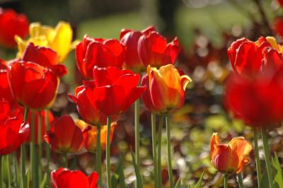 Tulpen 26