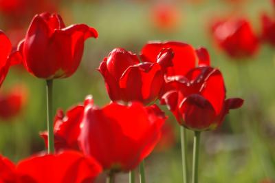 Tulpen 27