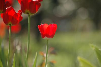 Tulpen 28