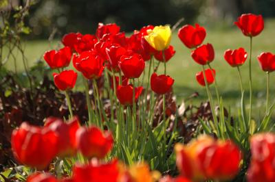 Tulpen 29