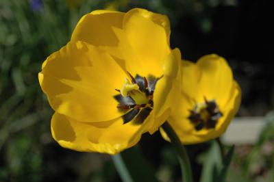 Tulpen 2