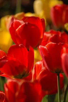 Tulpen 30