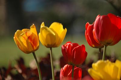 Tulpen 31